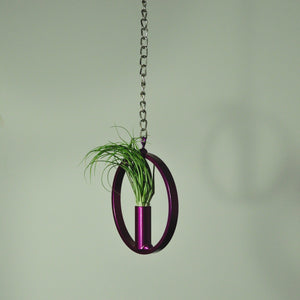 air plants stricta tillandsia hanging metal display