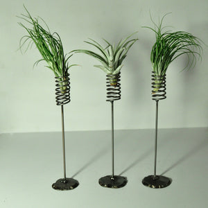air plants stricta tillandsia metal stand display spring