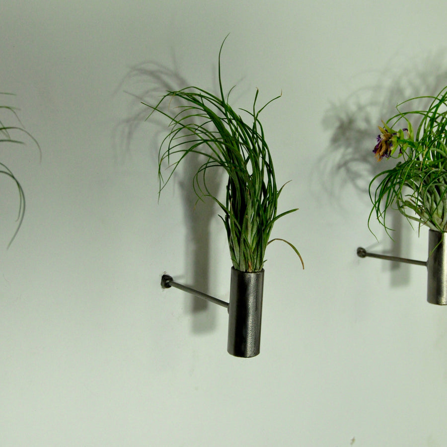 air plants stricta tillandsia wall plant holder metal display