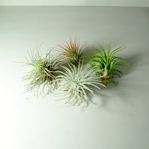 Medium Claw Stand Air Plant Holder