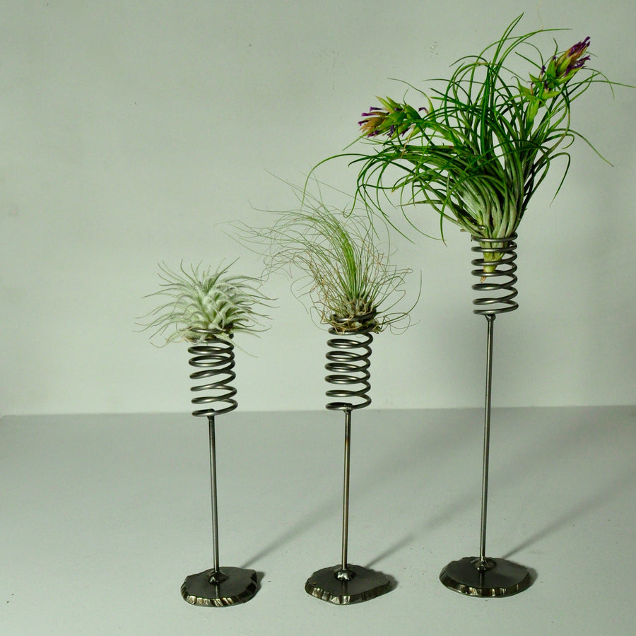 Air Plants Fuchsii tillandsia metal spring stand
