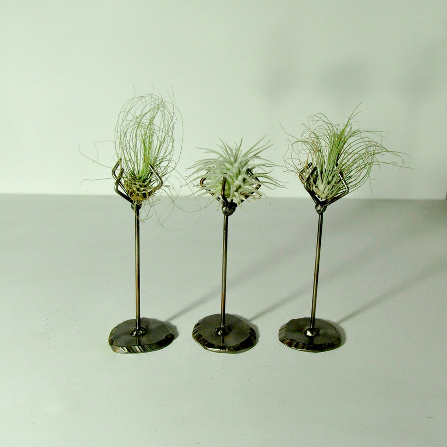 Air Plants Fuchsii tillandsia metal stand holder 