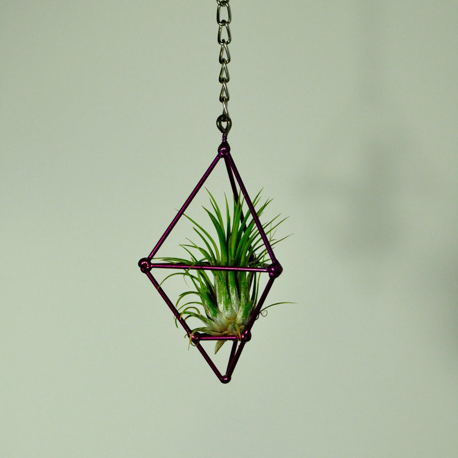 air plants house plants tillandsia hanging prism display