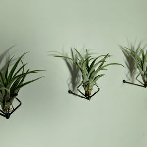 air plants tillandsia indoor plants wall mounted display
