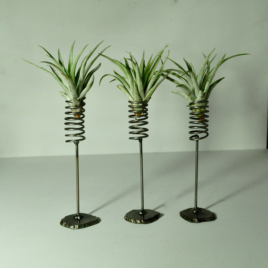 air plants tillandsia indoor plants metal stand