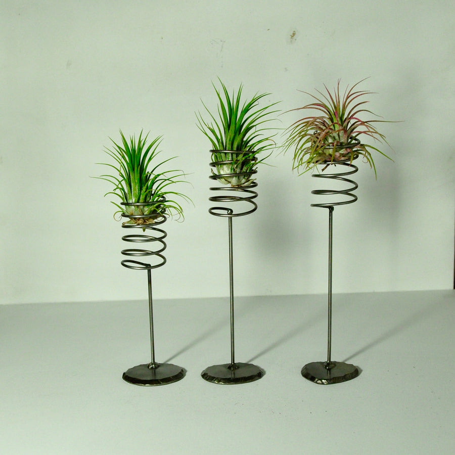 air plants house plants tillandsia with metal spring stand
