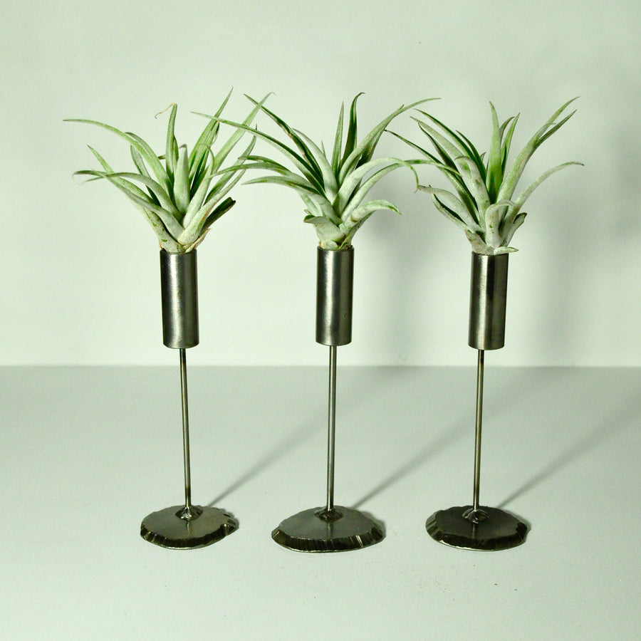 air plants tillandsia indoor plants air plant holder stand