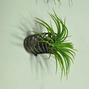 air plants house plants tillandsia wall mounted spring