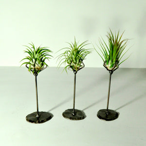 air plants house plants tillandsia metal claw stand