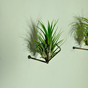 air plants house plants tillandsia with metal wall mount