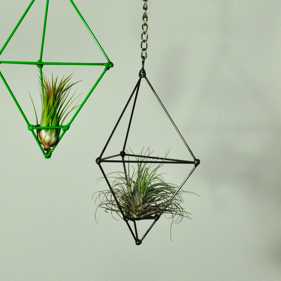 air plants oaxacana tillandsia hanging metal prism holder