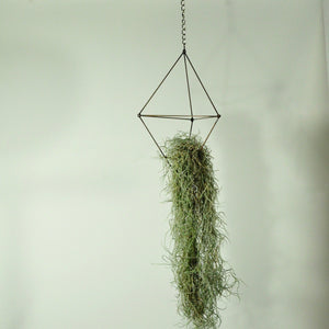 spanish moss air plant indoor plant vertical garden hanging holder