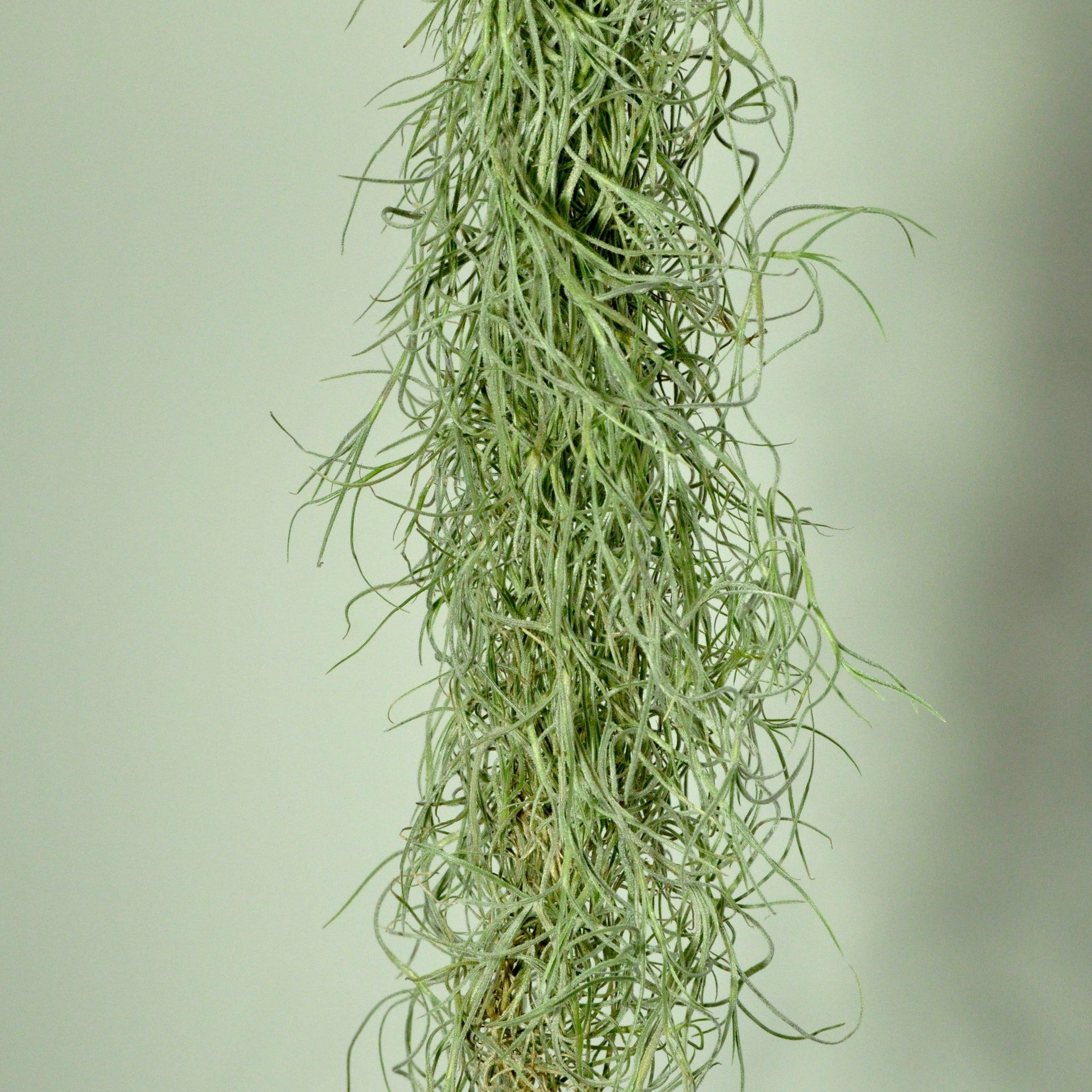 51 Large Artificial Spanish Moss Hanging Bush in Green-tillandsia