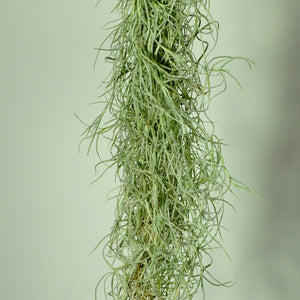 spanish moss air plant indoor plant tillandsia