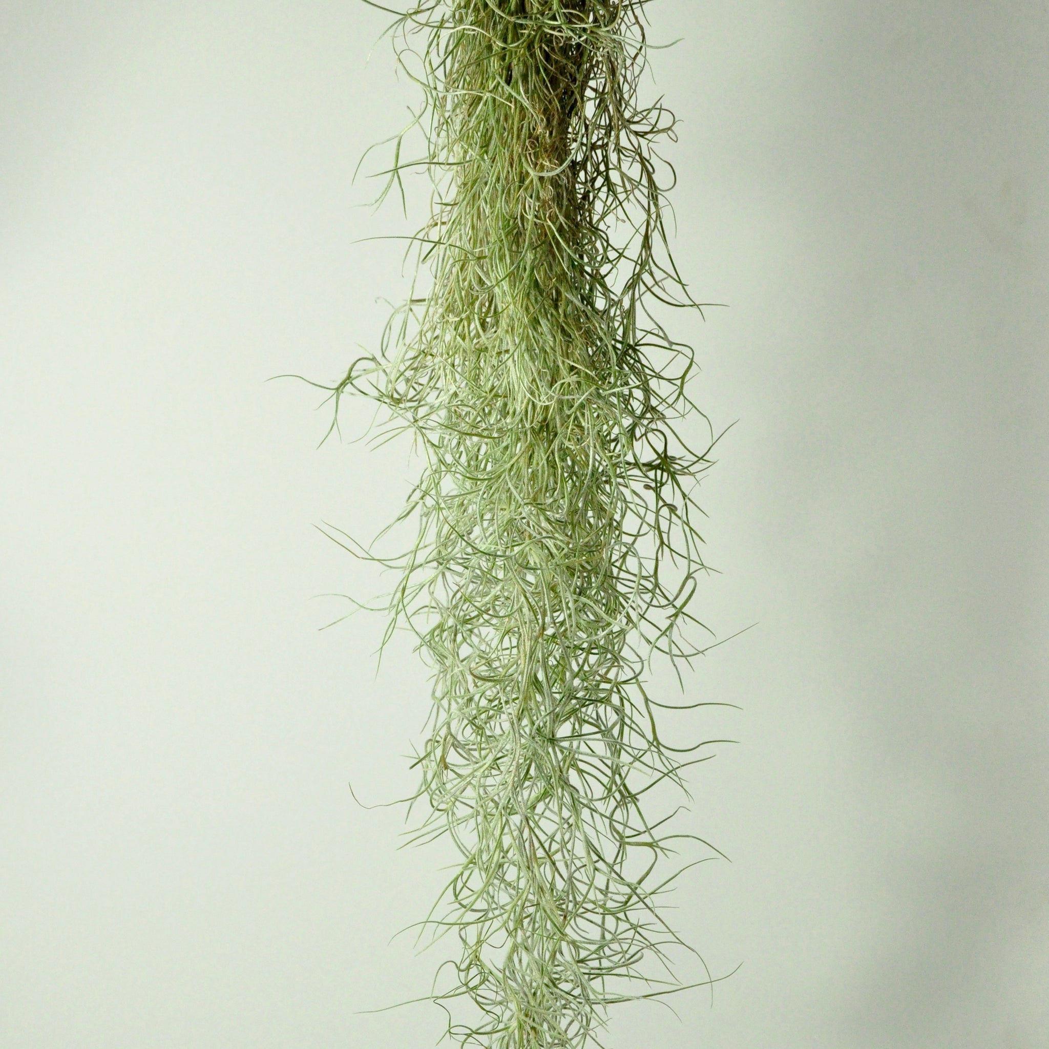 Rows of Tillandsia and Spanish Moss Remix Stock Image - Image of gray,  decoration: 46209755