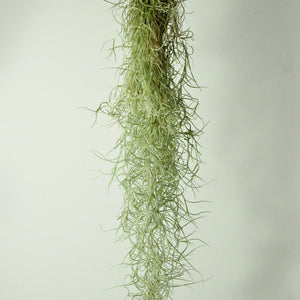 spanish moss air plant indoor plants for sale hanging planters