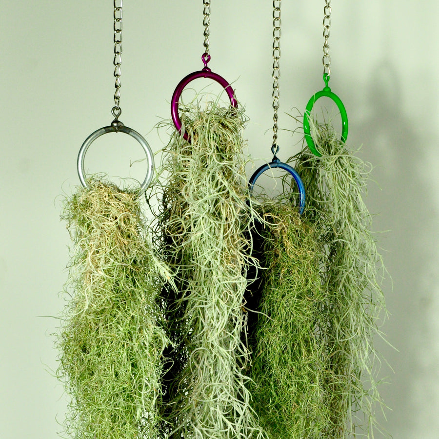 spanish moss air plant indoor plant hanging planters