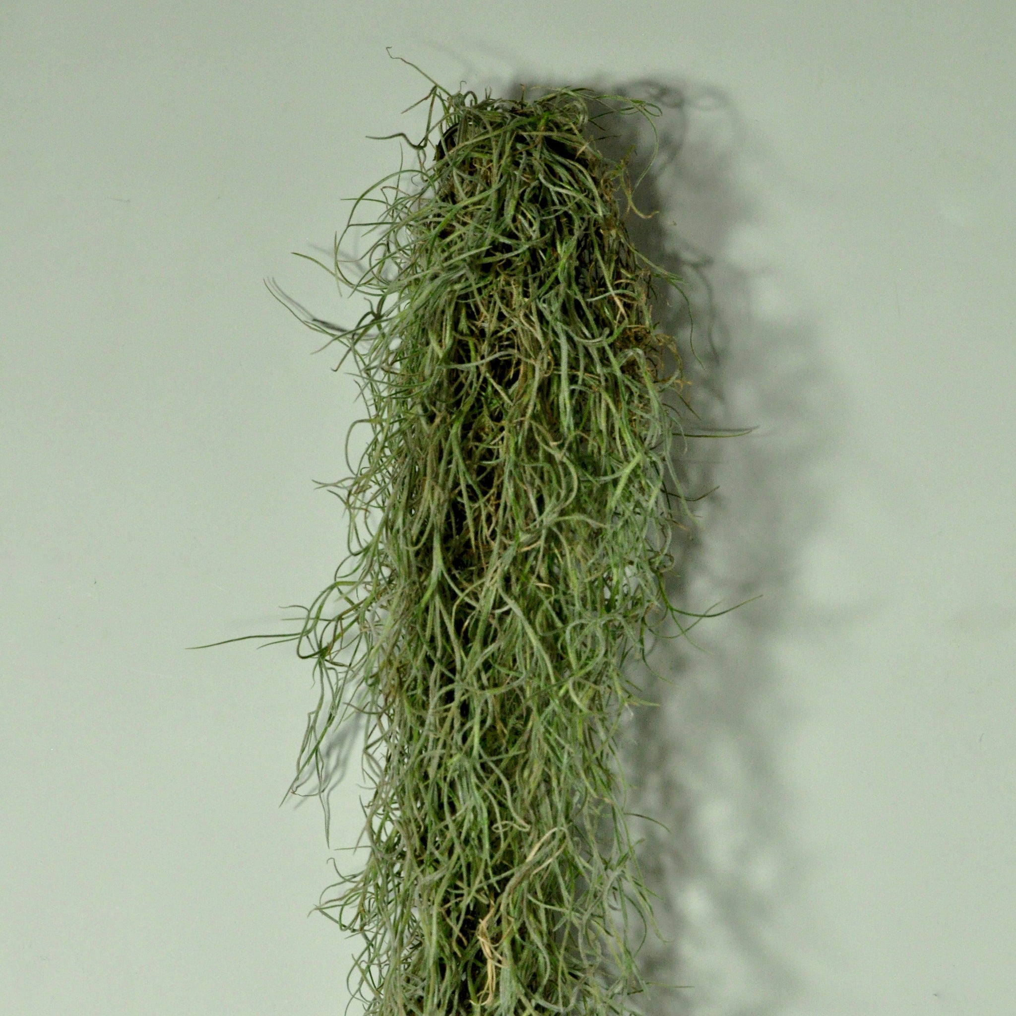 SALE - Tillandsia Guatemala Gray Spanish Moss - 1 Foot Clumps
