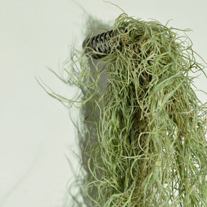 spanish moss air plant indoor plant vertical garden wall mounted
