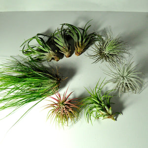 air plants for metal spring stand indoor plant displays and plant holders