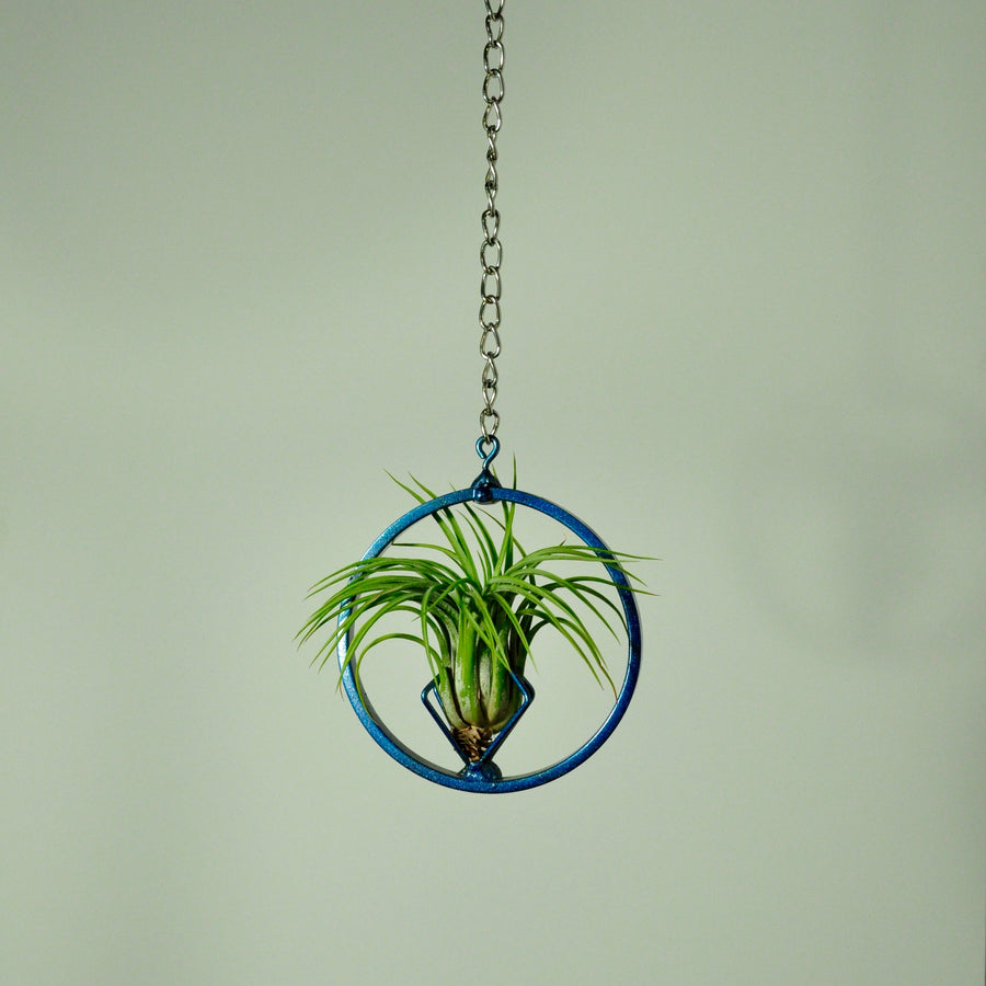 hanging air plant display holder tillandsia blue chain with plant