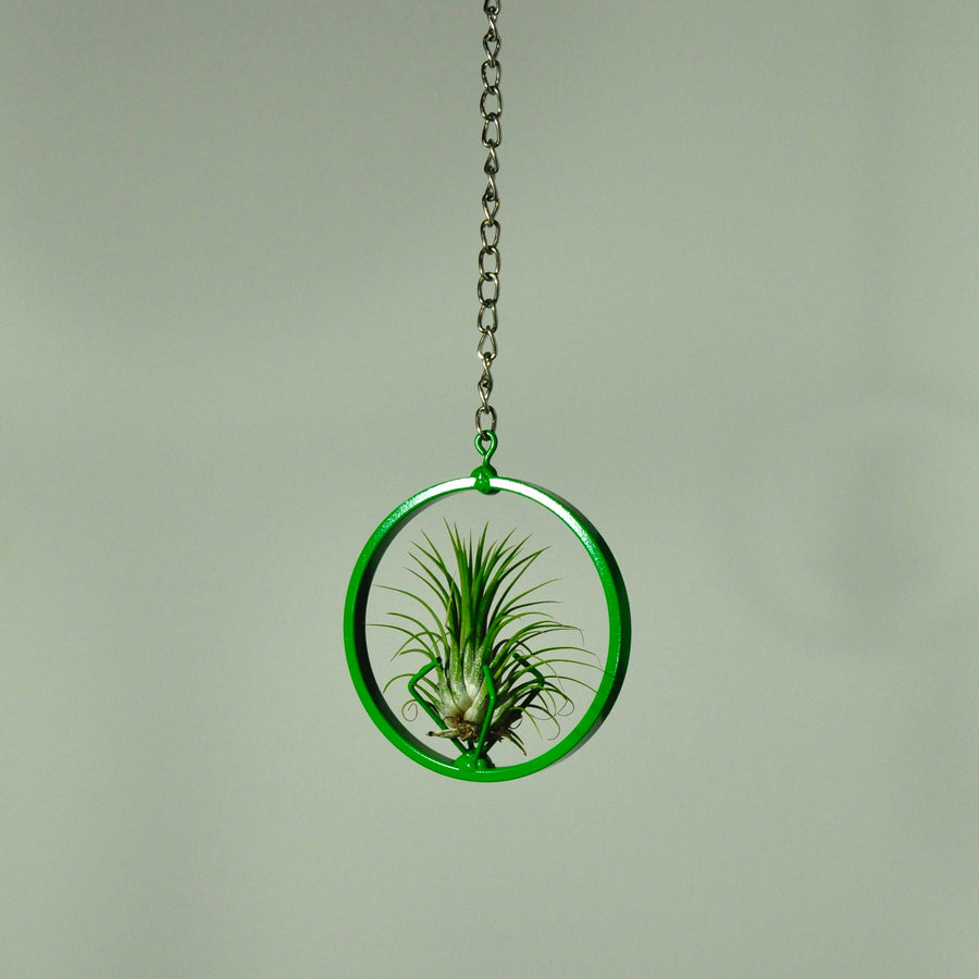 hanging air plant display indoor plant green metal