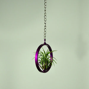 hanging air plant display holder indoor plant tillandsia