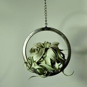hanging air plant holder metal circle tillandsia display steel