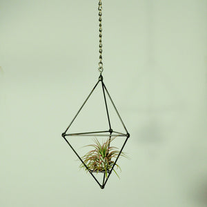 hanging air plants vertical garden metal prism tillandsia