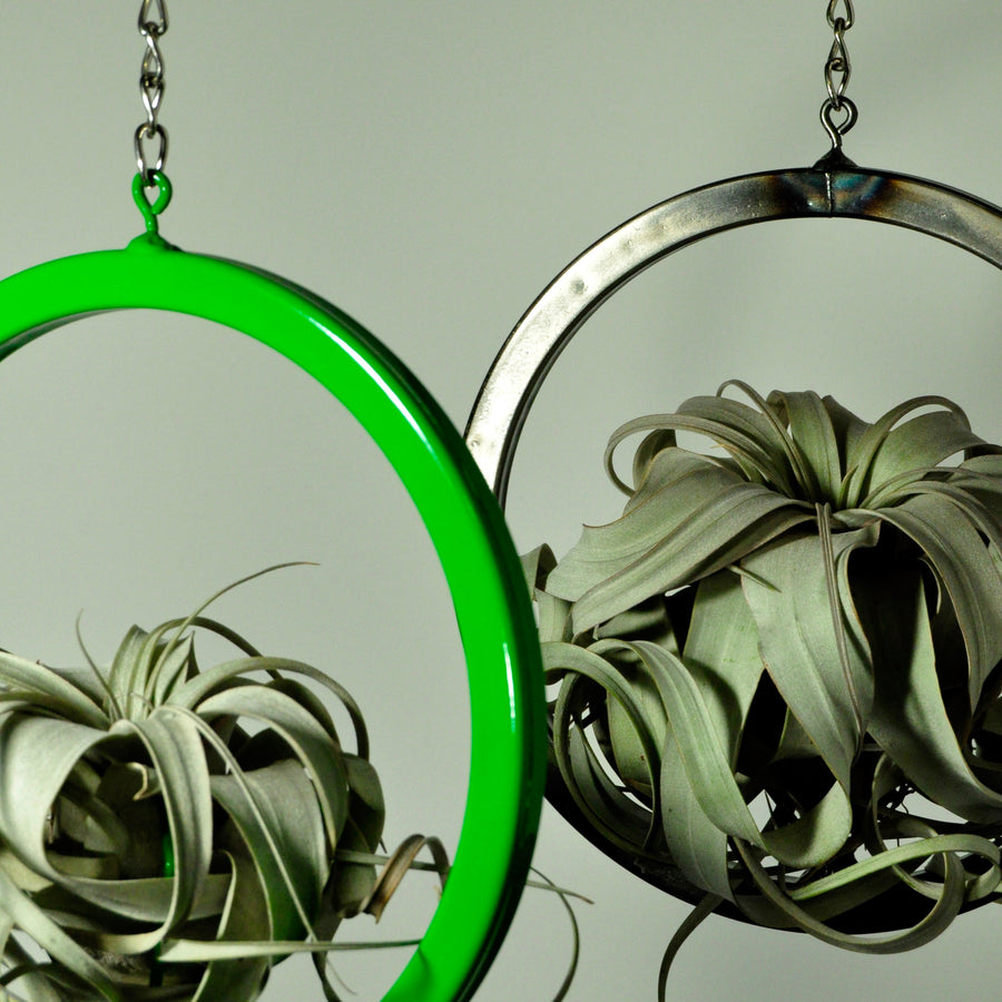 hanging air plant holder metal display large circle metal green indoor plants