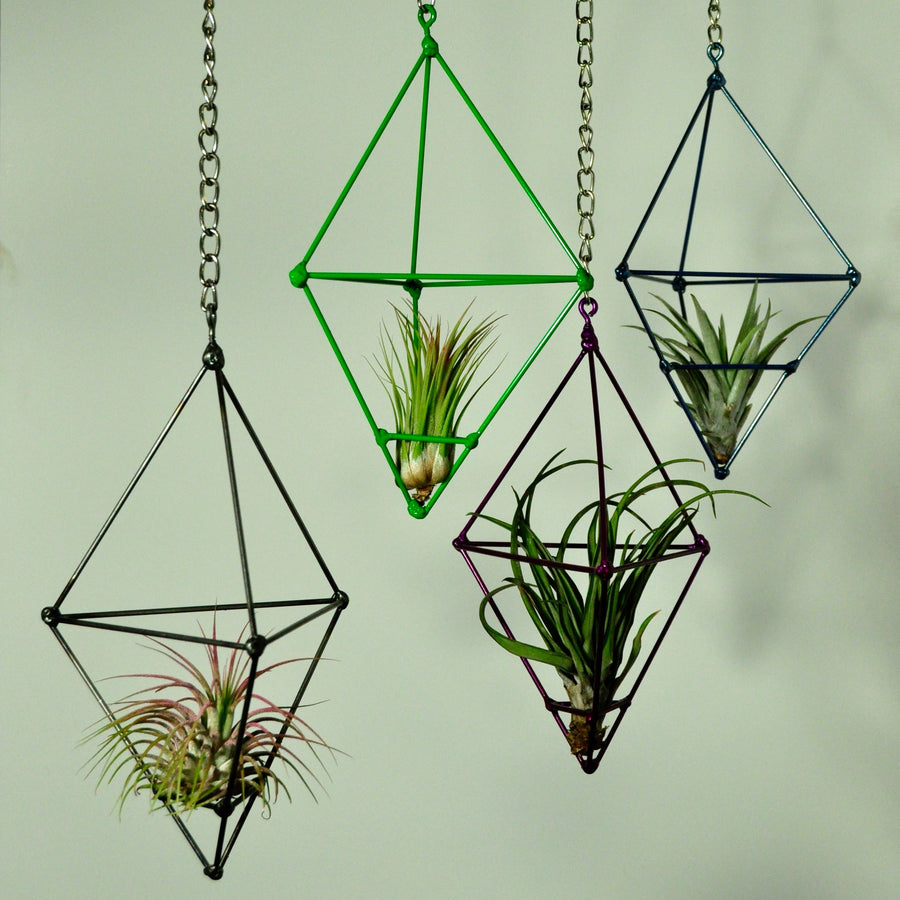 hanging air plants metal prism display indoor plants