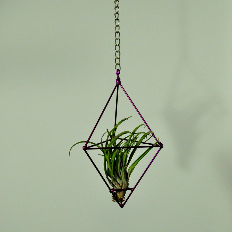 hanging air plant display metal prism indoor vertical garden purple