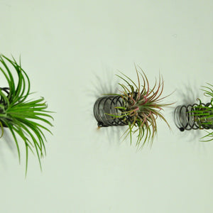 metal spring air plant holder wall mounted