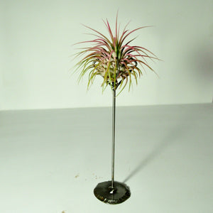air plant ionantha guatemala pink metal display stand claw