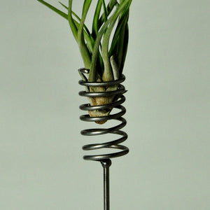 air plant display metal tillandsia holder spring