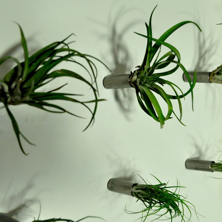 indoor wall garden wall planters air plant display