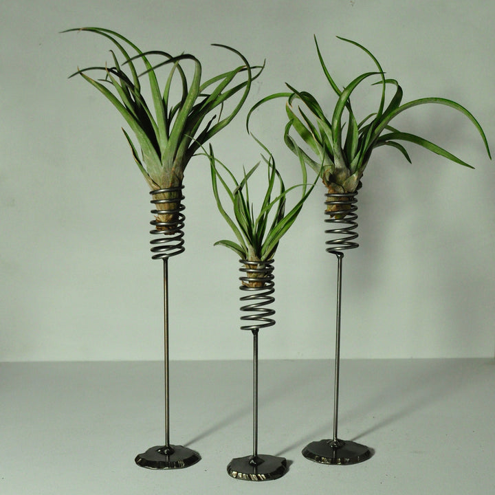 air plant-display-metal-spring