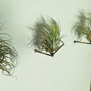 wall planters air plants wall mounted vertical garden