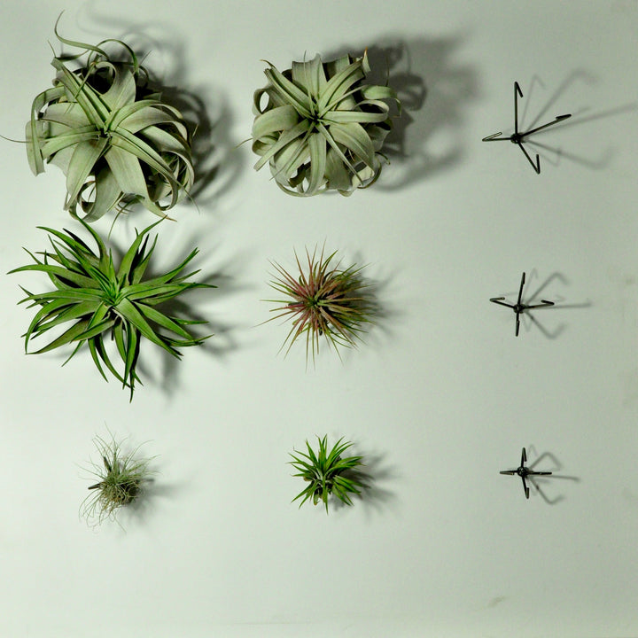 wall plant holder wall mounted planters air plants